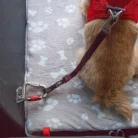 Curli_Car-Safety-Belt-demo