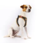Emotion-Vegan-Apple-Skin-Leather-Harness-Black-Size-S-I
