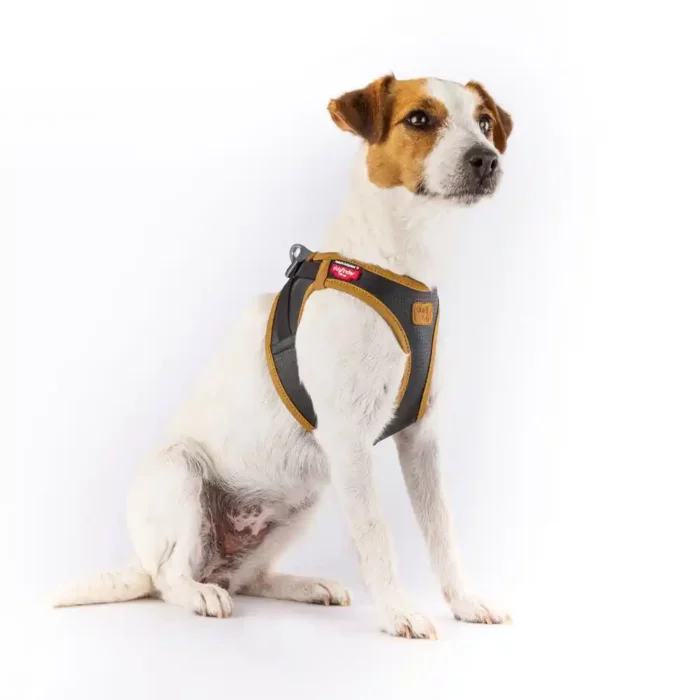 Emotion-Vegan-Apple-Skin-Leather-Harness-Black-Size-S-I Emotion-Vegan-Apple-Skin-Leather-Harness-Black-Size-S-I