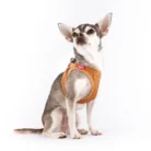 Emotion-Vegan-Apple-Skin-Leather-Harness-Brown-Size-2XS-II