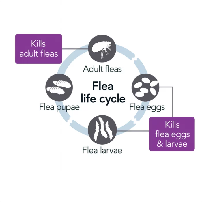 Flea Life cycle larvae to adult Flea Life cycle larvae to adult