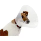 BUSTER_CLICK_COLLARS_125CM_1S.webp