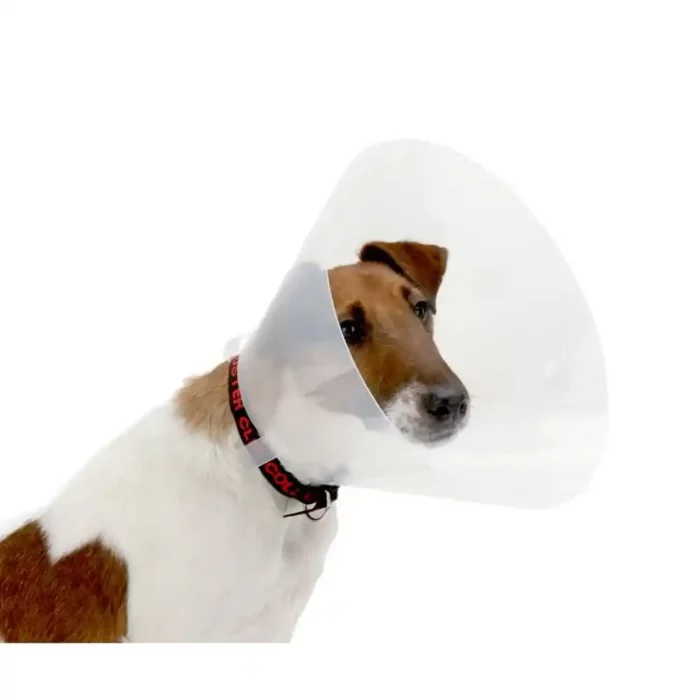 BUSTER_CLICK_COLLARS_30CM_1S.webp BUSTER_CLICK_COLLARS_30CM_1S.webp
