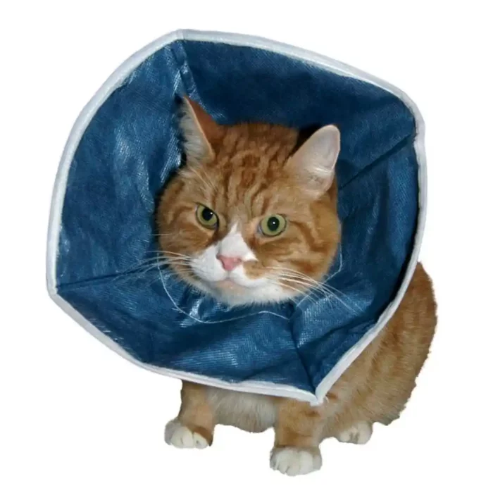 BUSTER_SOFT_COLLAR_CATS_SDOG.webp BUSTER_SOFT_COLLAR_CATS_SDOG.webp