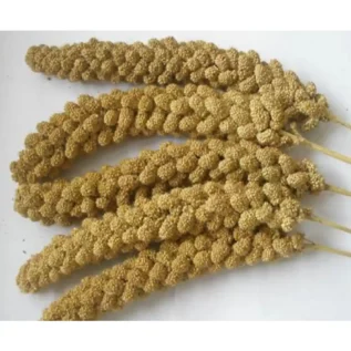 Millet Spray
