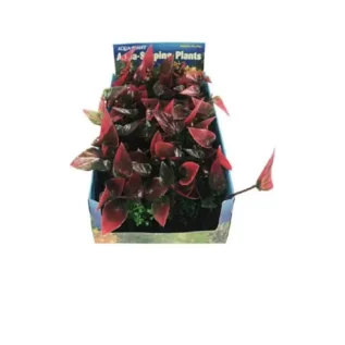 PENN_PLAX_GREEN_AND_PURPLE_BUNCH_MED_10-12CM_5S.webp