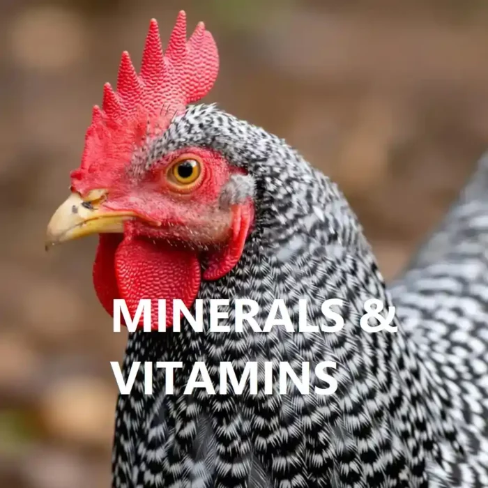 Phenix Stress Pac Poultry 10 × 100g – Poultry and (Ostriches) Vitamin & Mineral Supplement Phenix Stress Pac Poultry 10 × 100g – Poultry and (Ostriches) Vitamin & Mineral Supplement