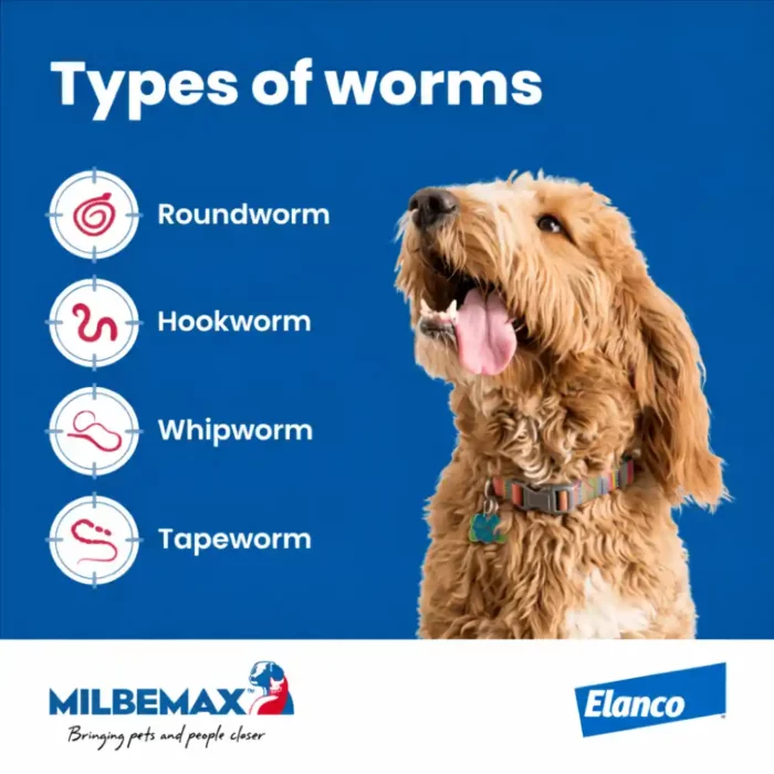 milbemax-chew-large-dogs-broad-spectrum-dewormer-48-types-of-worms milbemax-chew-large-dogs-broad-spectrum-dewormer-48-types-of-worms