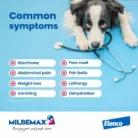 milbemax-chew-large-dogs-broad-spectrum-dewormer-common-symptoms