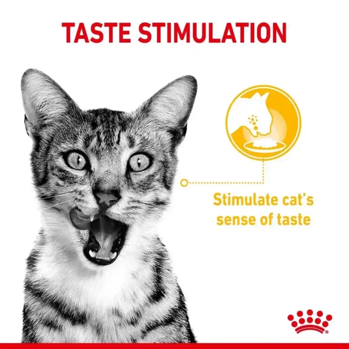 buy-royal-canin-sensory-taste-experience buy-royal-canin-sensory-taste-experience
