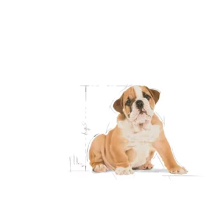 royal-canin-bulldog-puppy royal-canin-bulldog-puppy