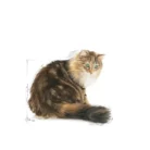 royal-canin-cat-ageing-12-years