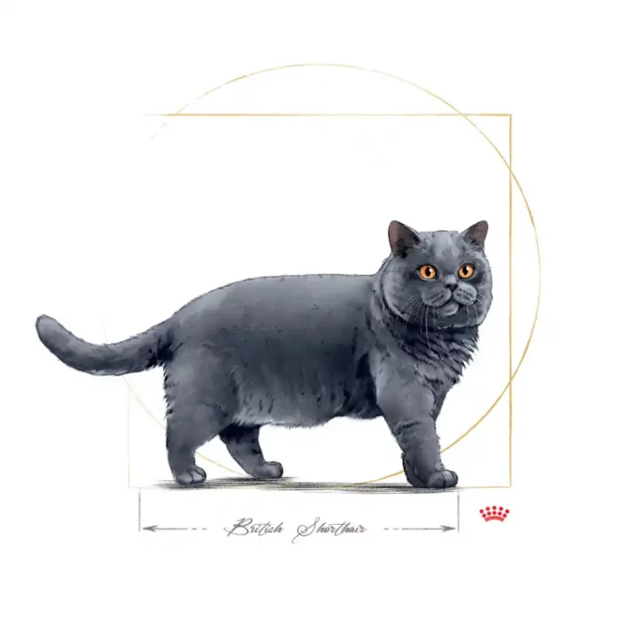royal-canin-cat-british-shorthair-adult-cat royal-canin-cat-british-shorthair-adult-cat