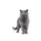royal-canin-cat-british-shorthair-adult-cat-posing-attentively