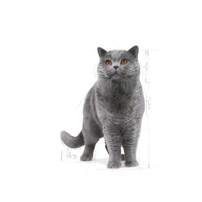 royal-canin-cat-british-shorthair-adult-cat-posing-attentively royal-canin-cat-british-shorthair-adult-cat-posing-attentively