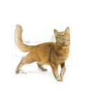 royal-canin-cat-fit-32-cat