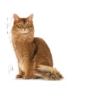royal-canin-cat-light-weight-care-cat