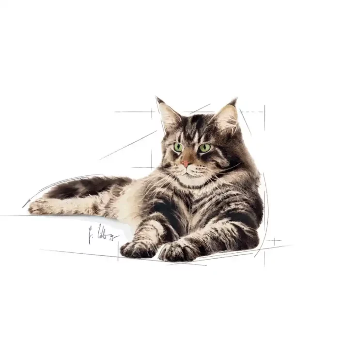 royal-canin-cat-maine-coon-laying-down royal-canin-cat-maine-coon-laying-down