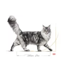 royal-canin-cat-maine-coon-walking