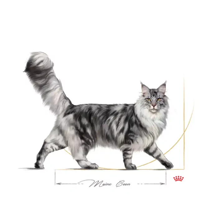 royal-canin-cat-maine-coon-walking royal-canin-cat-maine-coon-walking