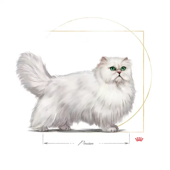royal-canin-cat-persian-adult-cat royal-canin-cat-persian-adult-cat