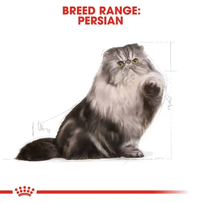 royal-canin-cat-persian-adult-cat-paw-up royal-canin-cat-persian-adult-cat-paw-up