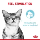 royal-canin-cat-sensory-feel-experience