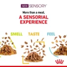royal-canin-cat-sensory-taste-sensual-experience