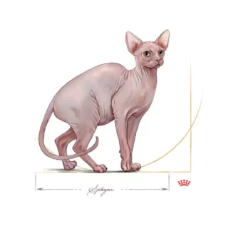 royal-canin-cat-sphynx-adult-cat royal-canin-cat-sphynx-adult-cat
