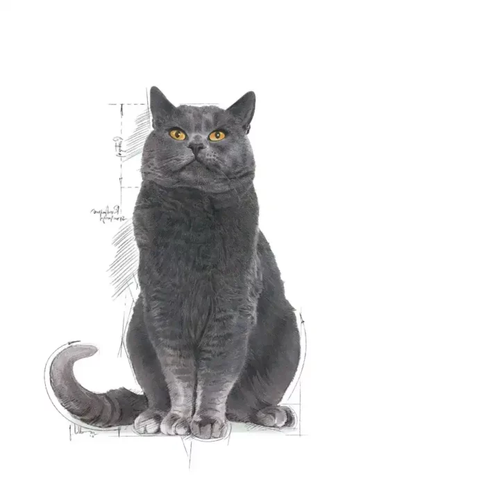 royal-canin-cat-sterilised-ageing-12-cat royal-canin-cat-sterilised-ageing-12-cat