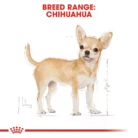 royal-canin-chihuahua