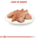 royal-canin-chihuahua-food-plated