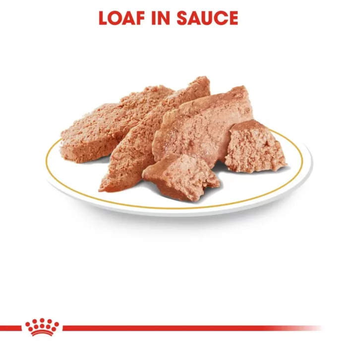 royal-canin-chihuahua-food-plated royal-canin-chihuahua-food-plated