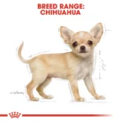 royal-canin-chihuahua-puppy