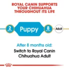 royal-canin-chihuahua-puppy-life