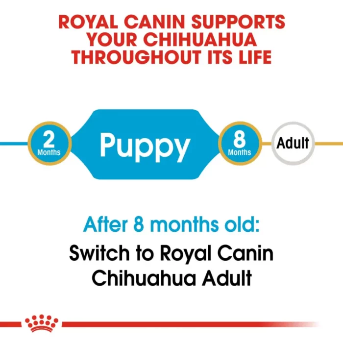 royal-canin-chihuahua-puppy-life royal-canin-chihuahua-puppy-life