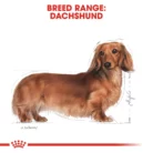 royal-canin-dachshund-adult