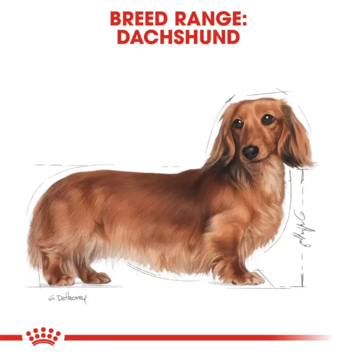 royal-canin-dachshund-adult royal-canin-dachshund-adult