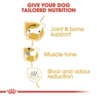 royal-canin-dachshund-adult-nutrition
