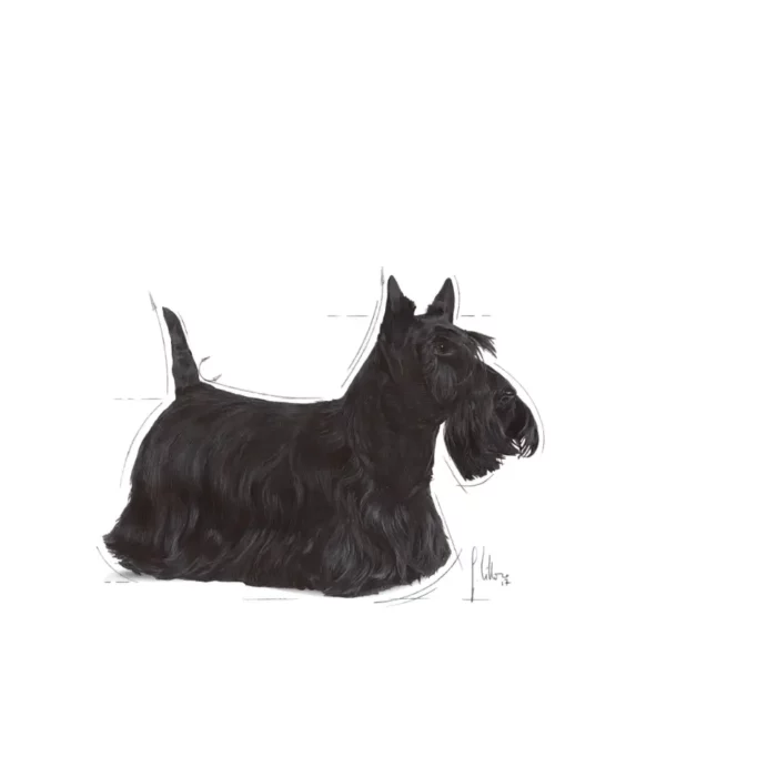 royal-canin-dermacomfort-scottish-terrier royal-canin-dermacomfort-scottish-terrier