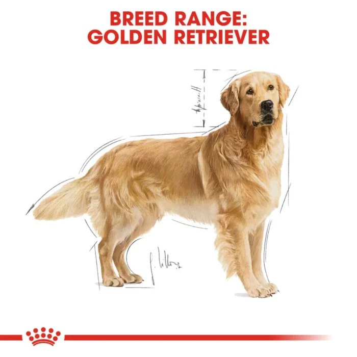 royal-canin-golden-retriever-adult royal-canin-golden-retriever-adult