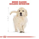 royal-canin-golden-retriever-puppy