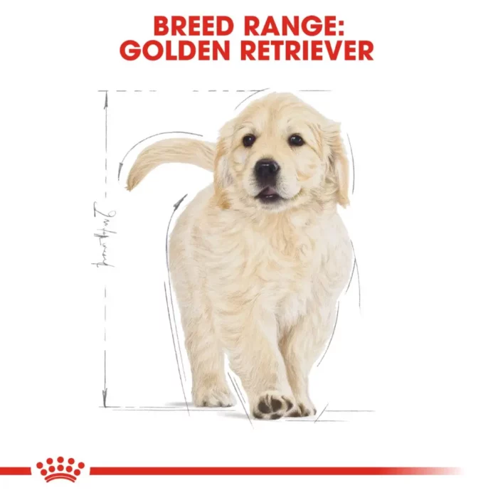 royal-canin-golden-retriever-puppy royal-canin-golden-retriever-puppy