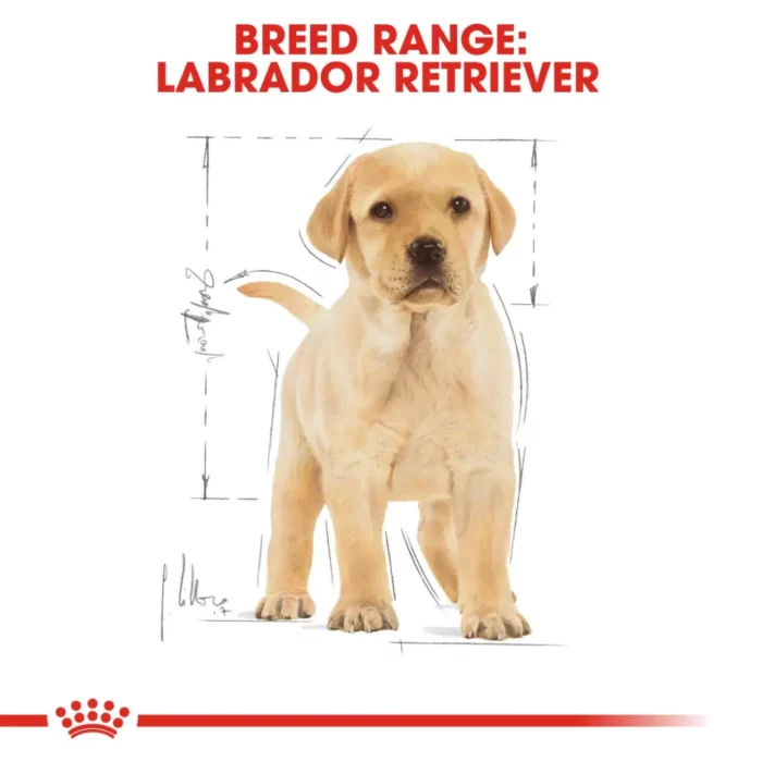 royal-canin-labrador-retriever-puppy royal-canin-labrador-retriever-puppy