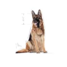 royal-canin-maxi-adult