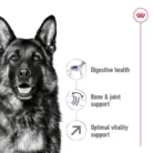royal-canin-maxi-adult-alsation