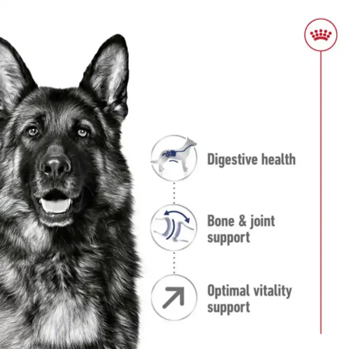 royal-canin-maxi-adult-alsation royal-canin-maxi-adult-alsation