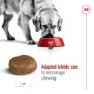 royal-canin-maxi-adult-kibble-feeding