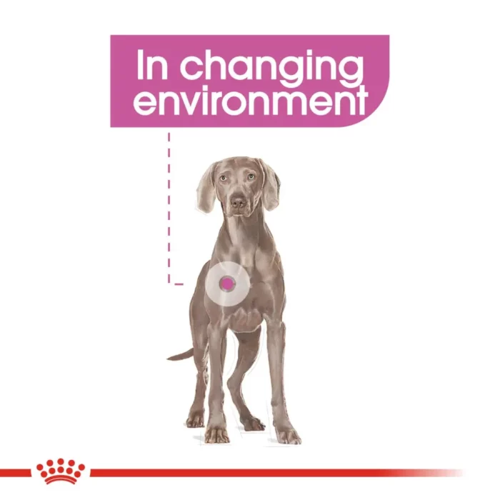 royal-canin-maxi-relax-care-weimeraner royal-canin-maxi-relax-care-weimeraner
