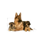 royal-canin-maxi-starter-alsatian-mother-and-pups